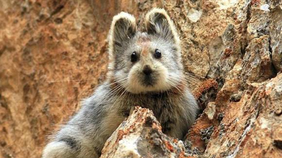 L'ili pika, le nouvel animal mignon qui buzze