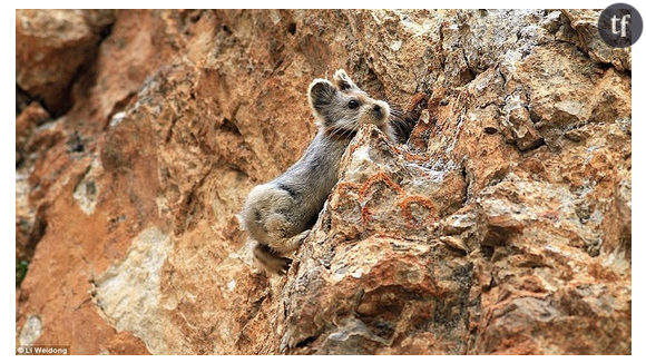 L'Ili Pika vit sur des hauts plateaux. Le changement climatique et les chiens de bergers sont ses ennemis.