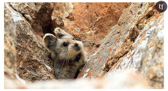 Weidong Li, accompagné de scientifiques chinois, a réussi à capter des instants rares de la vie de l'animal.