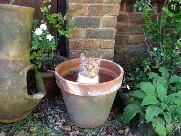 Quand les chats se prennent pour des plantes vertes