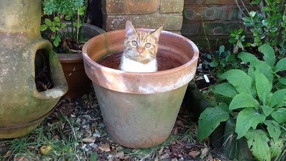 17 pots à chat qu'il vaudrait mieux éviter d'arroser