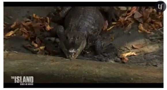 Le crocodile découvert par les candidats sera t-il perçu comme une menace ou un plat de fête par les candidats ?