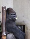 Shabani, le gorille sexy. (via    @ TORATORA9MURTON ) 