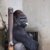 Shabani, le gorille super sexy qui affole les Japonaises