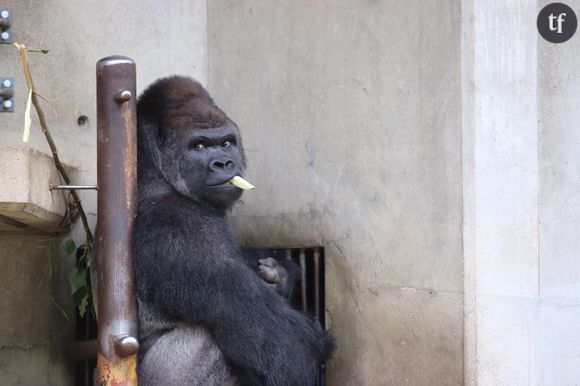 Shabani, le gorille sexy. (via @TORATORA9MURTON)