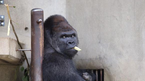 Shabani, le gorille super sexy qui affole les Japonaises