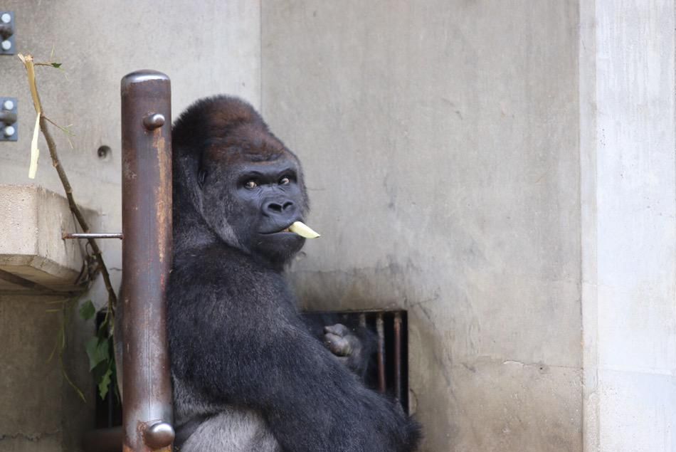 Shabani, le gorille sexy. (via @TORATORA9MURTON)