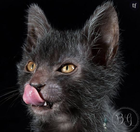 Le Lykoi est une nouvelle race de chat