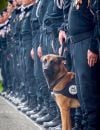 Diesel, le chien d'assaut du RAID, mort dans l'assaut de St-Denis