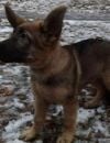  Dobrynia, le petit chien offert par la Russie après la mort de Diesel 