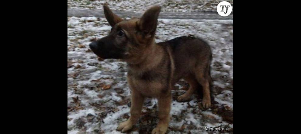  Dobrynia, le petit chien offert par la Russie après la mort de Diesel 