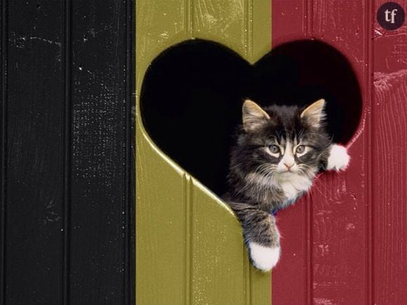 Le tweet de @Wenou87 :" Chalut les chats de belgique vous remercie! Chat alors! #BrusselsLockdown"