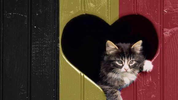 Belgique : des chatons pour brouiller les pistes pendant les opérations antiterroristes