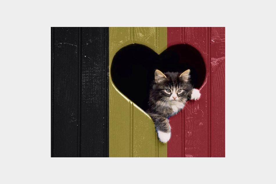 Le tweet de @Wenou87 :" Chalut les chats de belgique vous remercie! Chat alors! #BrusselsLockdown"
