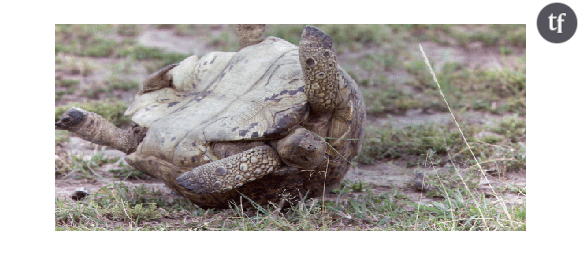 Se sentir comme une tortue sur le dos...