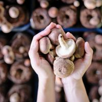 Le régime champignons : faut-il l'adopter ?