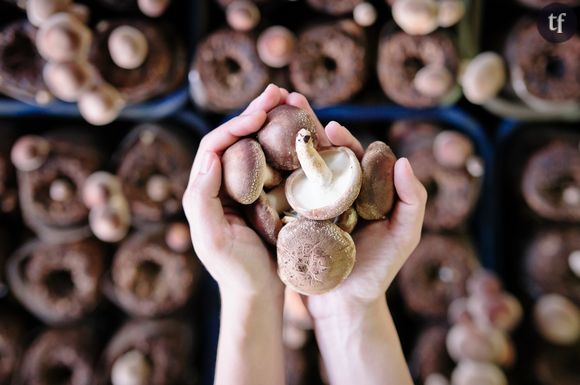 Le régime champignons : on en pense quoi ?