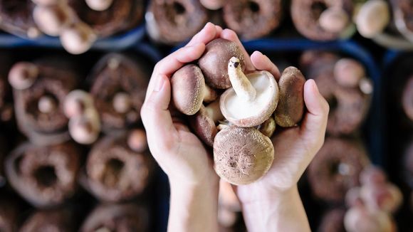 Le régime champignons : faut-il l'adopter ?