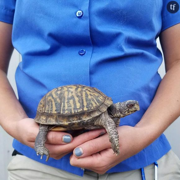 Les jolies photos de grossesse d'une gardienne de zoo