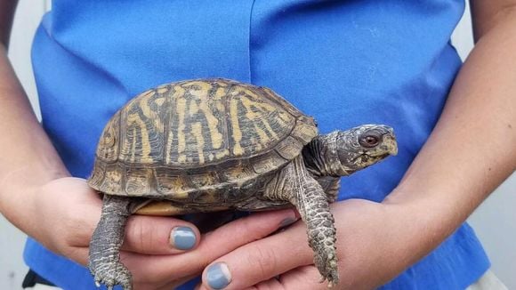 Cette gardienne de zoo fait les meilleures photos de grossesse du monde