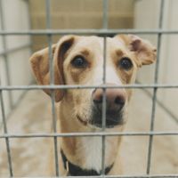 200 chiens sauvés in extremis d'une ferme à viande en Corée du Sud