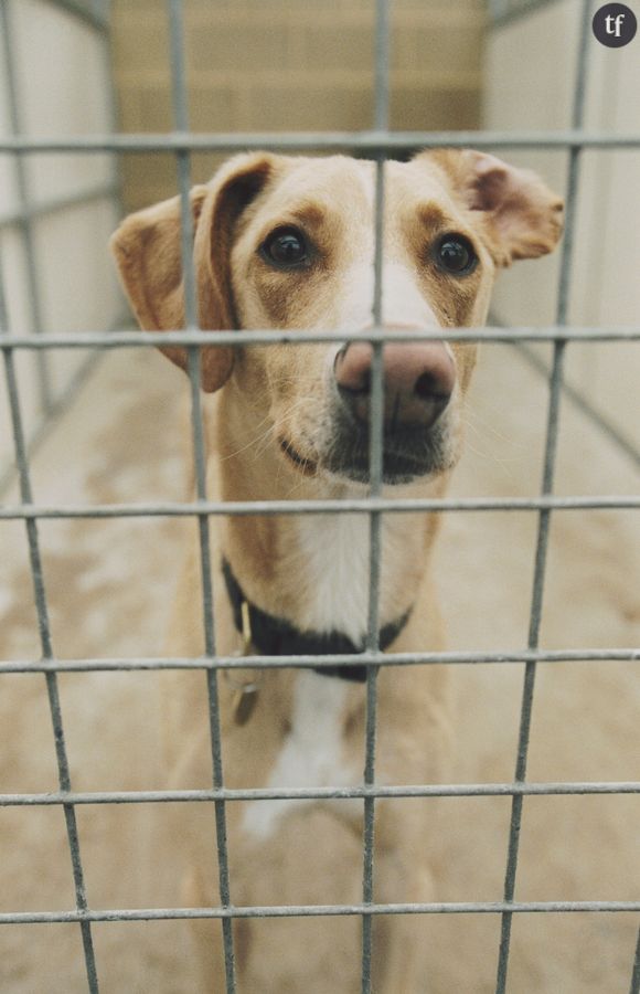 200 chiens sauvés in extremis d'une ferme à viande en Corée du Sud