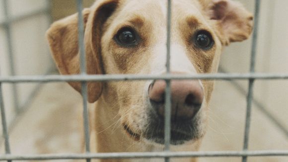 200 chiens sauvés in extremis d'une ferme à viande en Corée du Sud