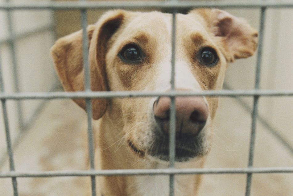 200 chiens sauvés in extremis d'une ferme à viande en Corée du Sud