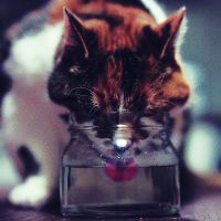 Pourquoi les chats sont-ils si pointilleux avec leur bol d'eau ?