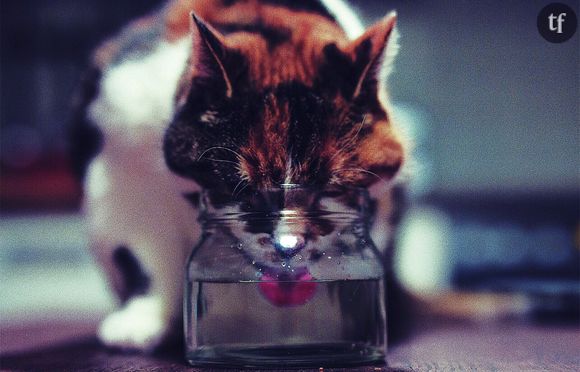 Pourquoi les chats sont-ils pointilleux avec leur bol d'eau ?