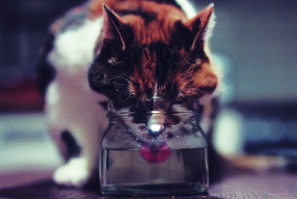 Pourquoi les chats sont-ils pointilleux avec leur bol d'eau ?