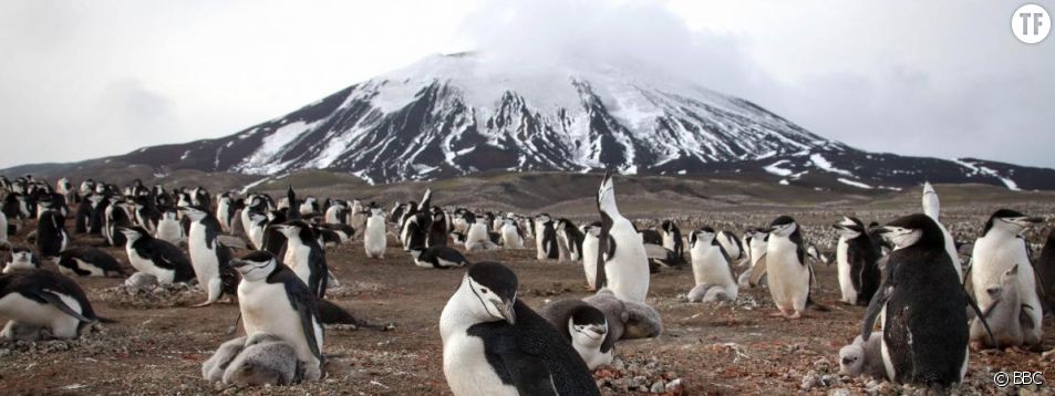 Planete Animale Revoir Le Documentaire Evenement En Replay Sur France 2 Le Pluzz Terrafemina