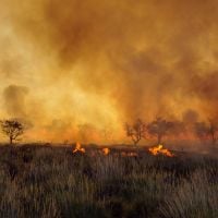 Australie : comment aider les habitants et les animaux touchés par les incendies meurtriers ?