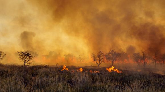 Australie : comment aider les habitants et les animaux touchés par les incendies meurtriers ?