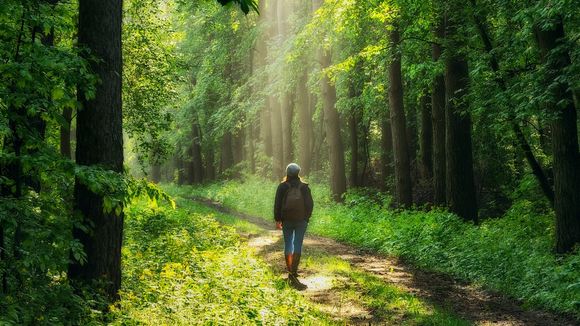 Pourquoi vous devriez adopter la promenade contemplative