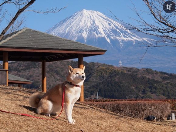 Au Japon, c'est une patrouille de chiens qui veille sur les enfants.