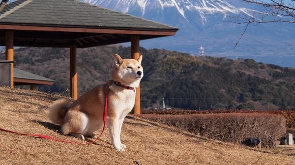 Au Japon, c'est une patrouille de chiens qui veille sur les enfants