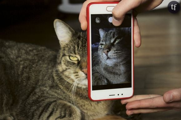 "Un arbre planté pour chaque photo d'animal de compagnie" sur Instagram, vraiment ?