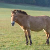 La viande de cheval bientôt interdite ? Plusieurs artistes signent la tribune lancée par Nicolas Dupont-Aignan
