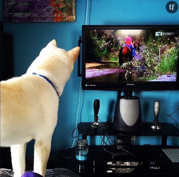 Chien regardant un programme de DOGTV