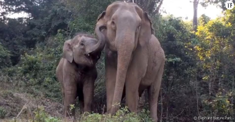 Les Retrouvailles Entre Ce Bebe Elephant Et Sa Maman Vont Vous Tirer Une Larmichette Terrafemina