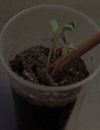Sprout, le crayon qui devient une plante