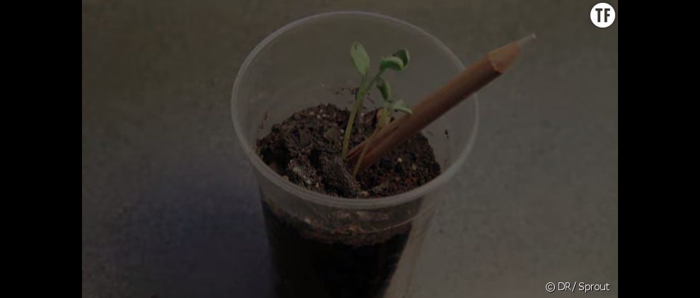 Sprout, le crayon qui devient une plante