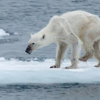 La photo d'un ours polaire squelettique alerte sur le réchauffement climatique