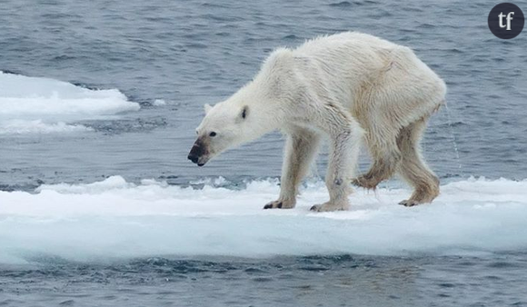 Un ours polaire décharné.