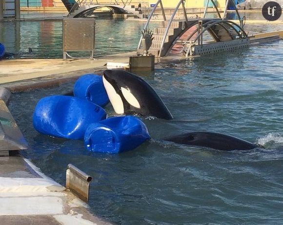 Mort d'une orque à Marineland : à quand la fermeture du parc ?