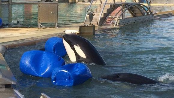 Mort d'une orque à Marineland : "Si on ne fait rien, ils vont tous mourir les uns après les autres"