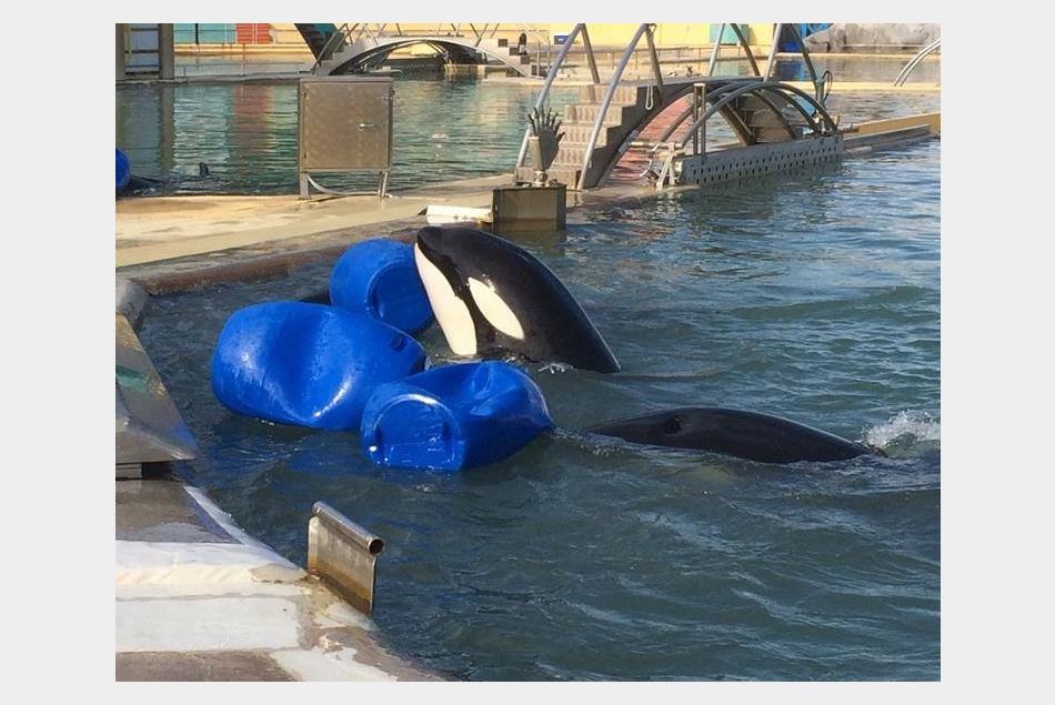 Mort d'une orque à Marineland : à quand la fermeture du parc ?