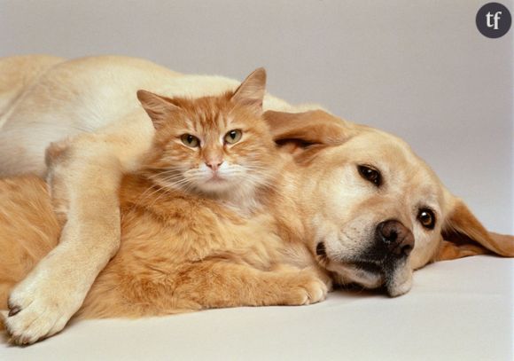 Les noms de chiens et de chats les plus populaires de 2015