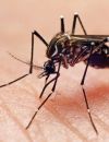 En Amérique latine, le virus Zika relance le débat sur le droit à l'avortement